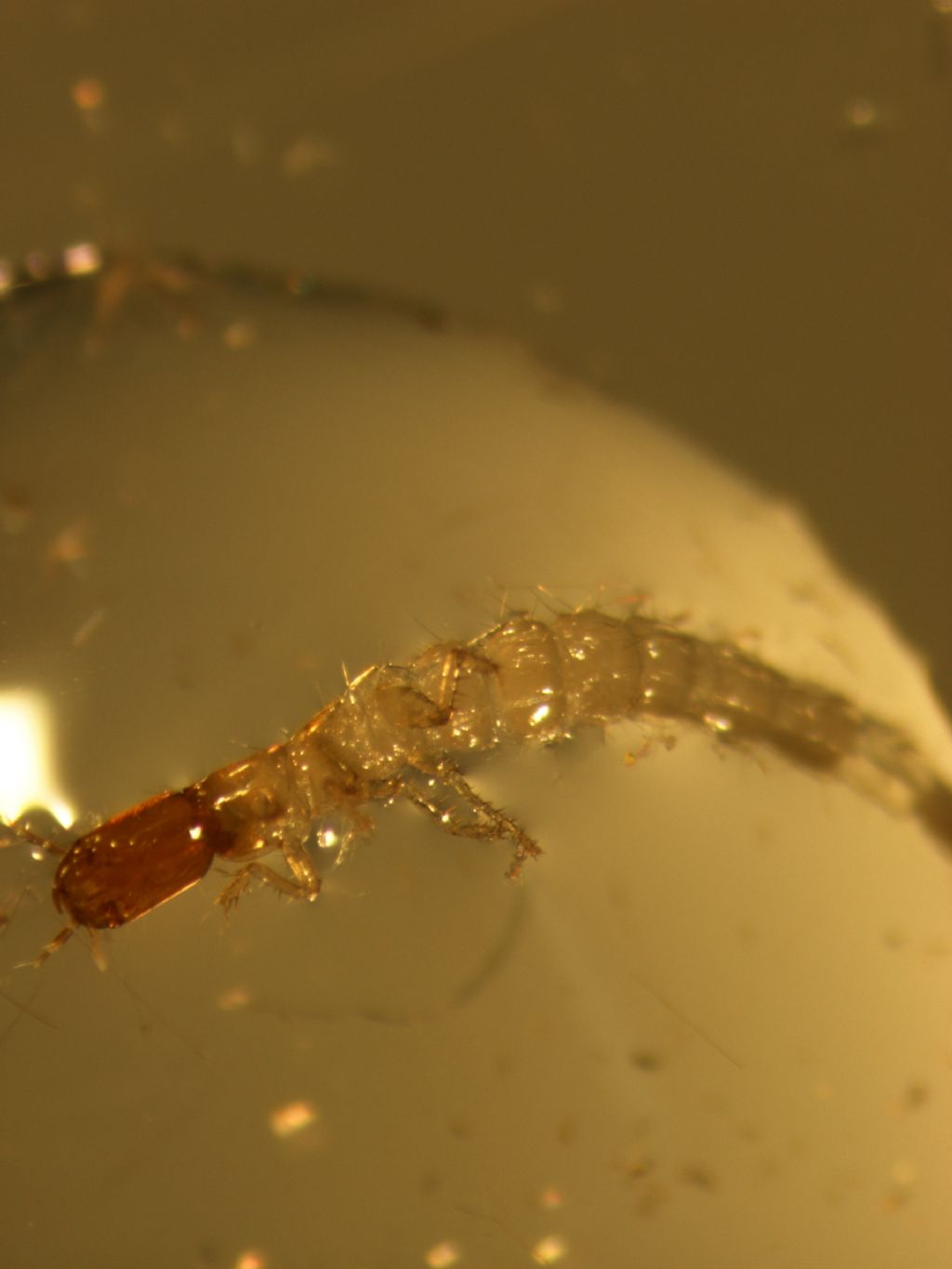  una larva di rafidiottero?